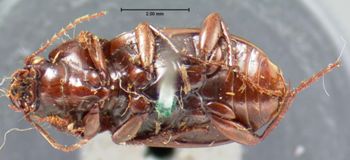Media type: image;   Entomology 7387 Aspect: habitus ventral view